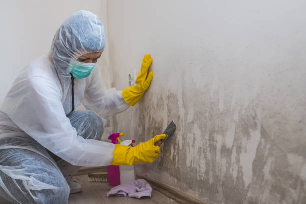 Best Mold Testing  in Port Barrington, IL