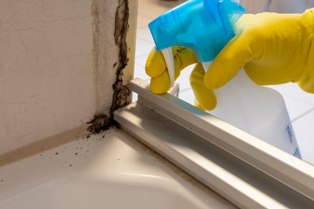 Best Best Mold Removal Companies  in Port Barrington, IL