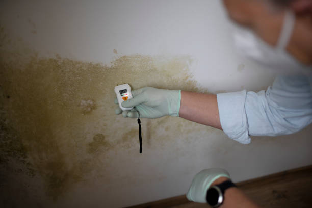 Best Mold Cleaning Services  in Port Barrington, IL