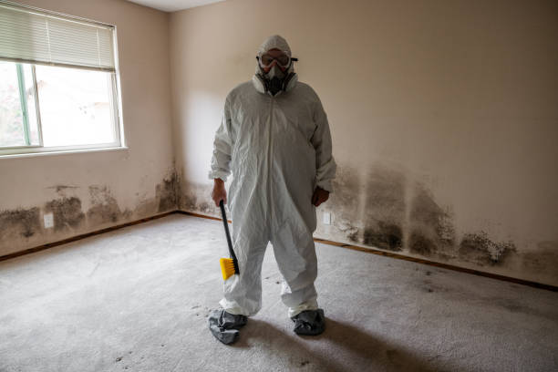 Best Attic Mold Removal  in Port Barrington, IL