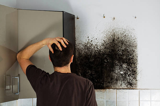 Mold Testing and Removal in Port Barrington, IL