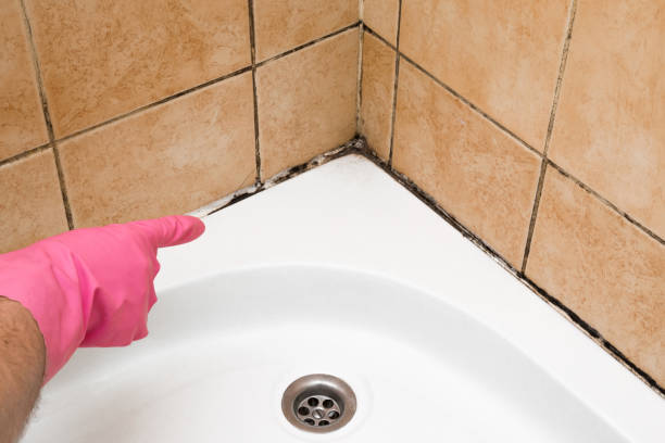 Best Affordable Mold Removal  in Port Barrington, IL